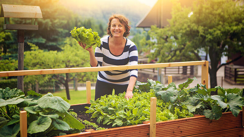 Frau erntet Salat vom eigenen Hochbeet/gardening 17