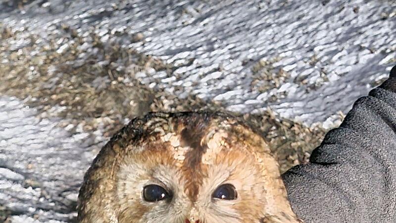 Polizisten retten verletzten Waldkauz