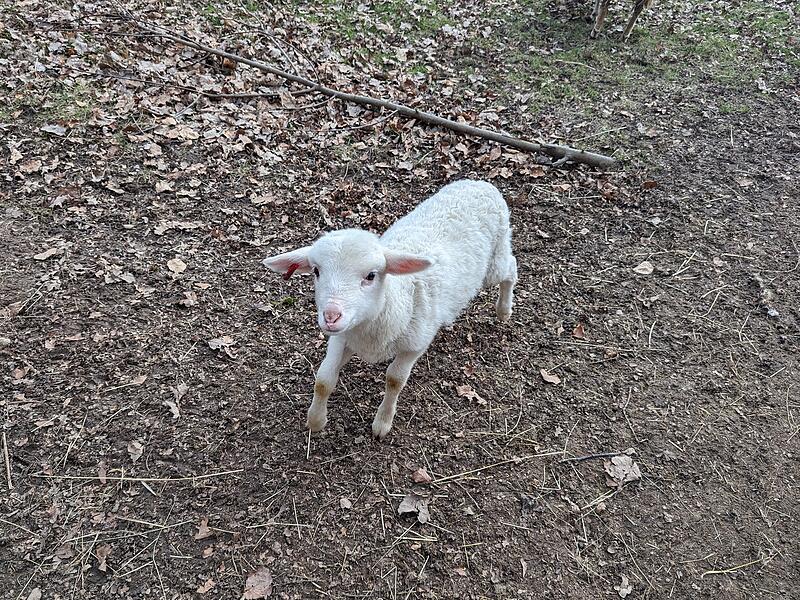Lämmer Hundshaupten Lämmer Hundshaupten