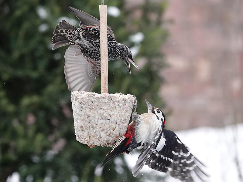 Ein Star und ein Buntspecht streiten um den besten Futterplatz.