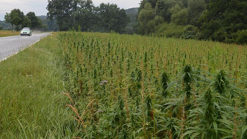 In Hallerndorf baut Biolandwirt Markus Nagengast seit sechs Jahren Cannabis an. Die Hanfpflanze hat Potenzial im trockenen Franken.Forchheim & Fränkische Schweiz In Hallerndorf baut Biolandwirt Markus Nagengast seit sechs Jahren Cannabis an. Die Hanfpflanze hat Potenzial im trockenen Franken.Forchheim & Fränkische Schweiz