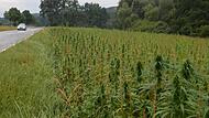 In Hallerndorf baut Biolandwirt Markus Nagengast seit sechs Jahren Cannabis an. Die Hanfpflanze hat Potenzial  im trockenen Franken.Forchheim & Fränkische Schweiz