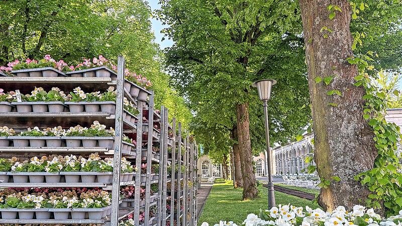 Konzept und Planung spielen bei der Sommerbepflanzung eine wichtige Rolle. Rund 19.000 Pflanzen werden in Bad Kissingen in die Beete gesetzt. Konzept und Planung spielen bei der Sommerbepflanzung eine wichtige Rolle. Rund 19.000 Pflanzen werden in Bad Kissingen in die Beete gesetzt.