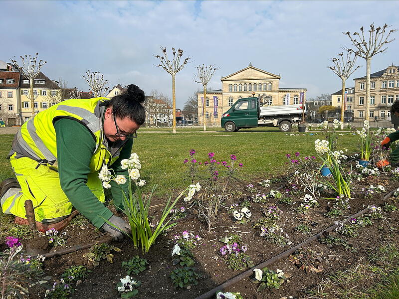 Eine Mitarbeiterin des städtischen Grünflächenamts bepflanzt das Rondell auf dem Coburger Schlossplatz.
