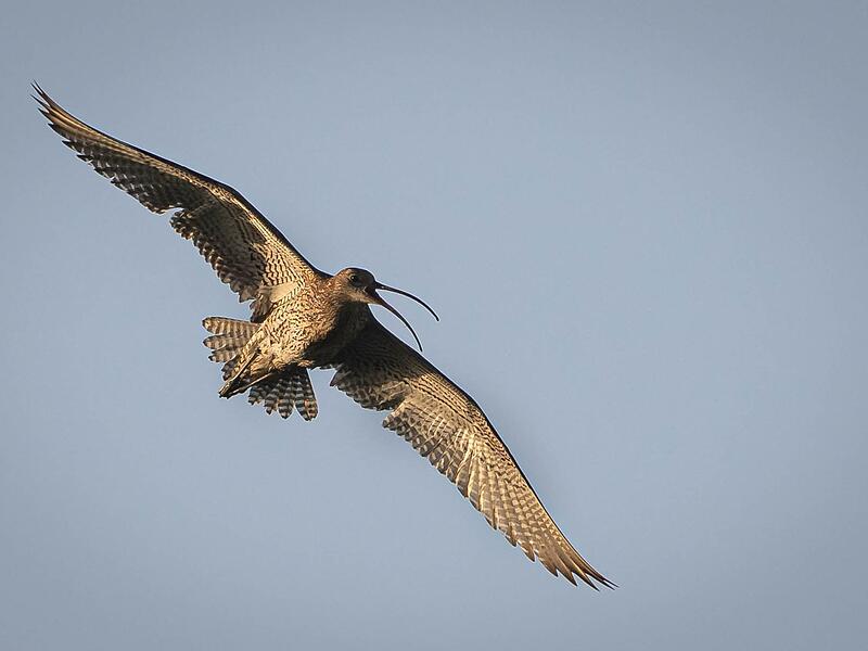 Brachvogel