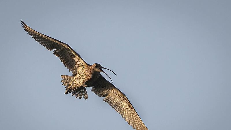 Brachvogel