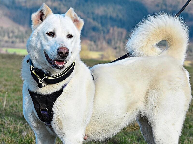 Am liebsten w&uuml;rde die H&uuml;ndin Jacinda eine Herde bewachen.Tierschutzverein Kronach