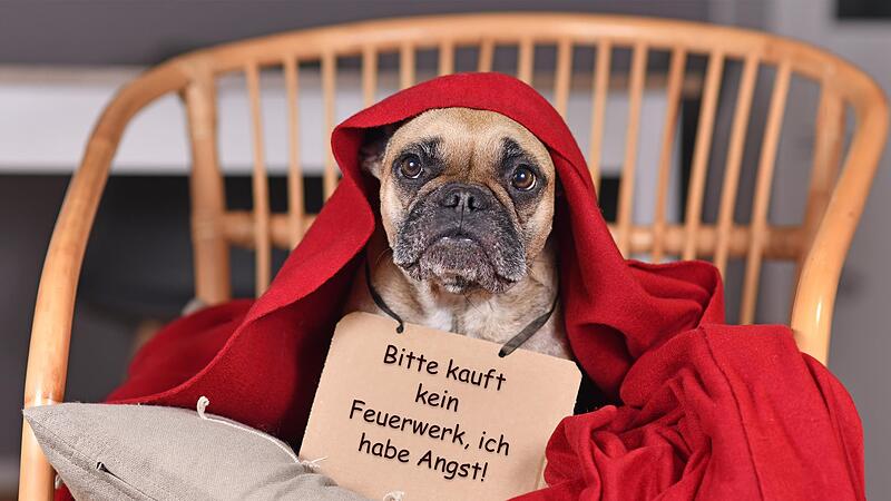 Viele Tiere in freier Wildbahn, aber auch Hund und Katze im Haus schieben Panik an Silvester, wenn die Knallerei losgeht.