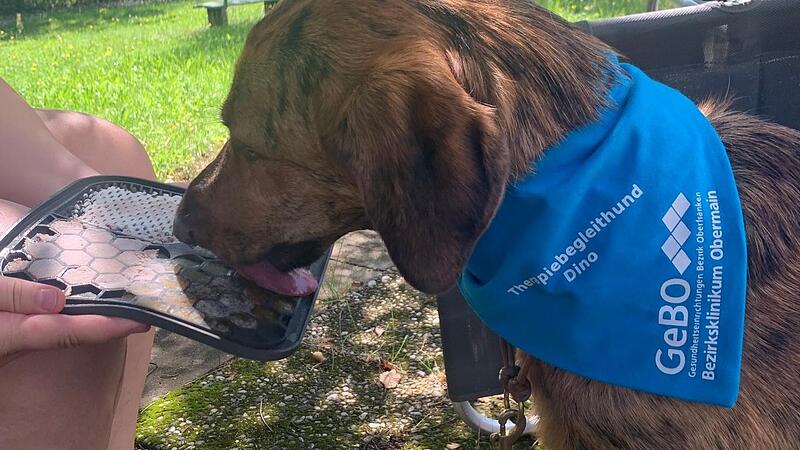 Eine Patientin belohnt Dino mit der sogenannten Schleckmatte. Der enge Kontakt mit den Tieren hat viele positive Effekte.