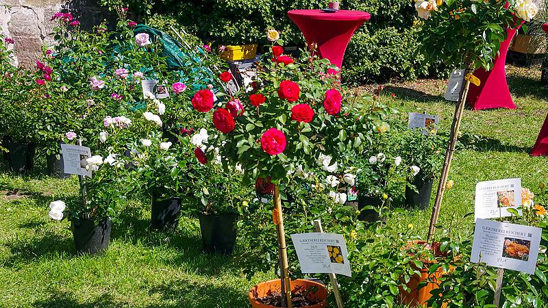 Das besondere Ambiente der Kronacher Rosen- und Gartenmesse zieht Jahr für Jahr viele Besucher an.