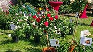 Das besondere Ambiente der Kronacher Rosen- und Gartenmesse zieht Jahr für Jahr viele Besucher an.