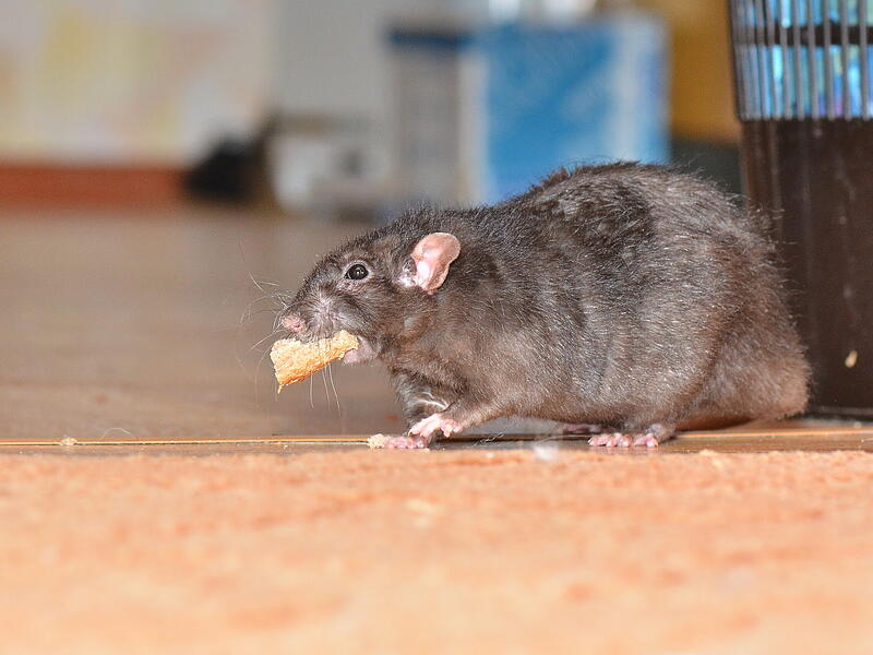 Ratte hat Futter im Maul
