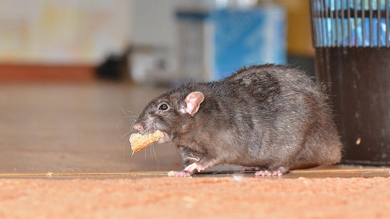 Ratte hat Futter im Maul