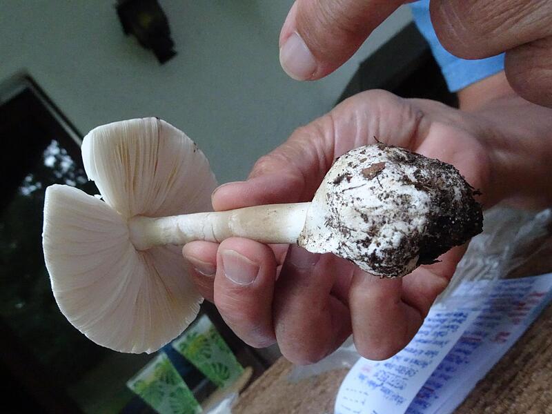 Wichtiges Merkmal des Gr&uuml;nen Knollenbl&auml;tterpilzes: die Knolle. Die haben Champignons nicht.