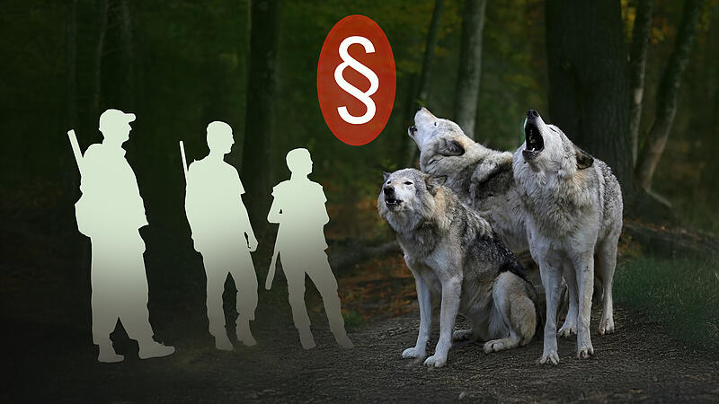 Der Wolf ist bislang nicht Teil des bayerischen Jagdrechts. Eine Reform soll das ändern.