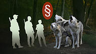 Der Wolf ist bislang nicht Teil des bayerischen Jagdrechts. Eine Reform soll das ändern.