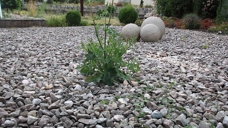 Wirkt nicht nur &ouml;de, sondern ist auch f&uuml;r Klima und Biodiversit&auml;t nicht gut: Vorgartenfl&auml;che im Stadtteil Burk.Forchheim & Fr&auml;nkische Schweiz