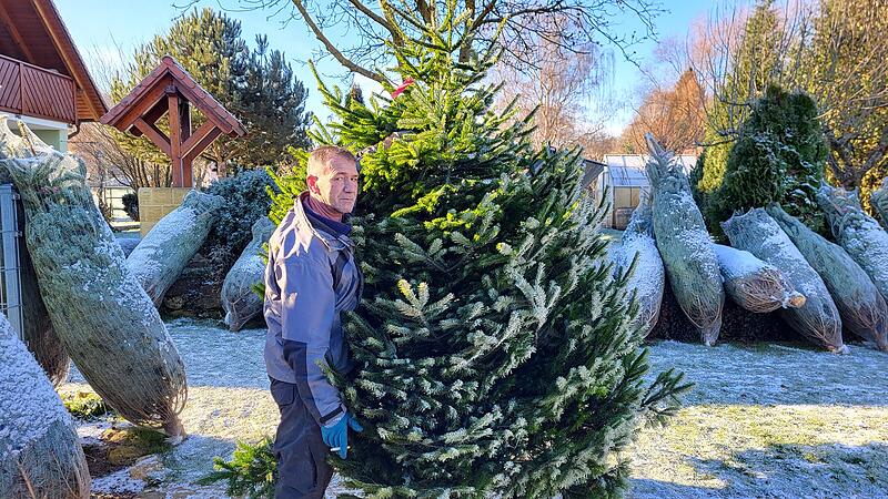 Bei Dietmar Renner in Priesendorf gibt es Weihnachtbäume frisch vom Feld.