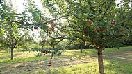 Spätsommer in der Laufer Obstsortenanlage