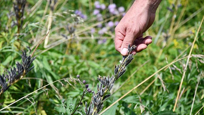 &Uuml;ber das &bdquo;Gl&uuml;ckspirale-Projekt&ldquo; werde die Lupinen am Ortsrand auf der Wach und der Tschirner K&ouml;del entfernt.