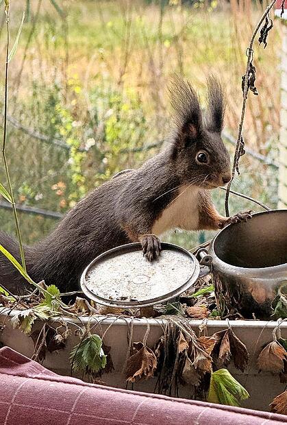 Der Bestand an Eichh&ouml;rnchen sinkt seit 2022 .