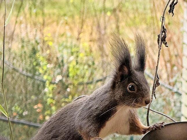Der Bestand an Eichh&ouml;rnchen sinkt seit 2022 .