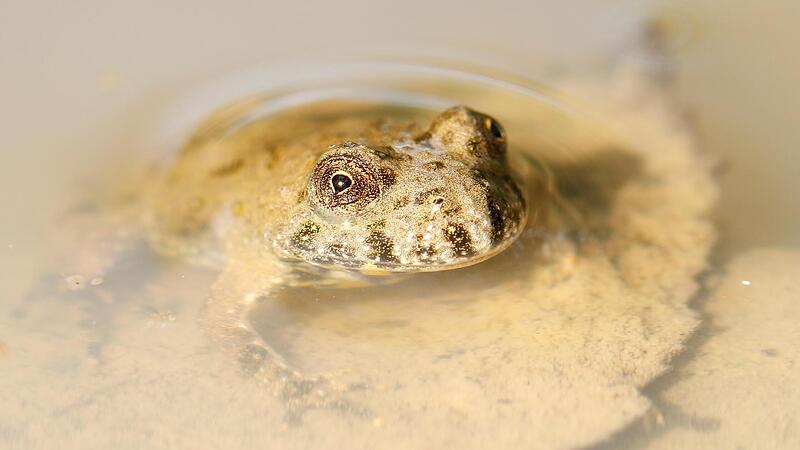 Eine junge Gelbbauchunke in einem T&uuml;mpel