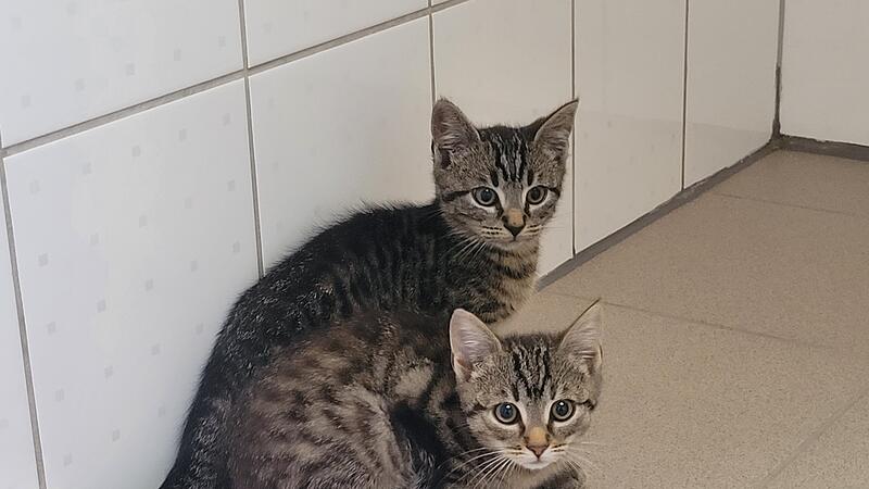 Zwei Geschwister suchen ein neues Zuhause. Franz und Sissi.