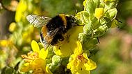 Die Königskerze hat eine Erdhummel angelockt. Auch in Landkreis Forchheim wächst diese Pflanze.Forchheim & Fränkische Schweiz Die Königskerze hat eine Erdhummel angelockt. Auch in Landkreis Forchheim wächst diese Pflanze.