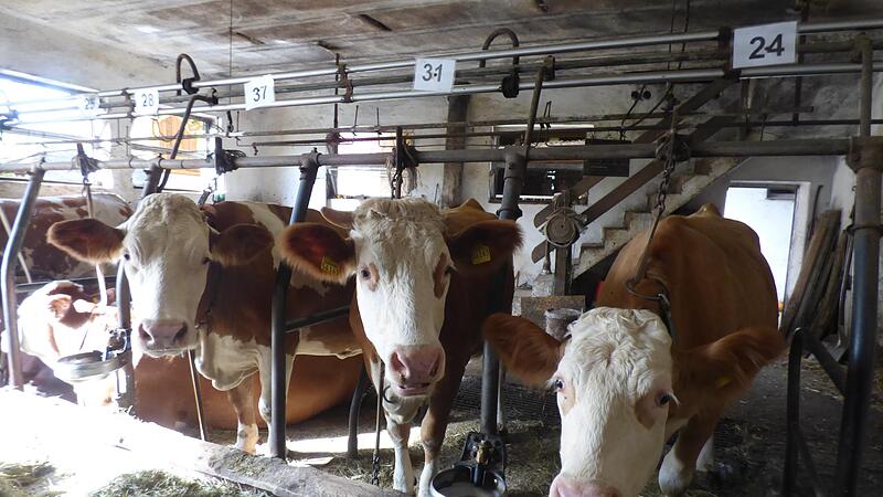 Gerade in der kleinstrukturierten Fr&auml;nkischen Schweiz haben Landwirte wie die Wieseckels gar keine M&ouml;glichkeit, ihre K&uuml;he auf der Weide zu halten.Forchheim & Fr&auml;nkische Schweiz