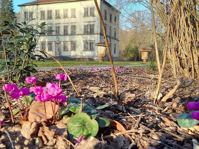 G&auml;ste des Schlossparks im Bad Br&uuml;ckenauer Staatsbad erfreuen sich gegen&uuml;ber der Villa Maria am Rande des Staudengartens leuchtend bl&uuml;hender Alpenveilchen. Diese winterharte, kleine Pflanze w&auml;chst aus einer Knolle, die unter laubabwerfenden Geh&ouml;lzen im Herbst gesteckt wird.