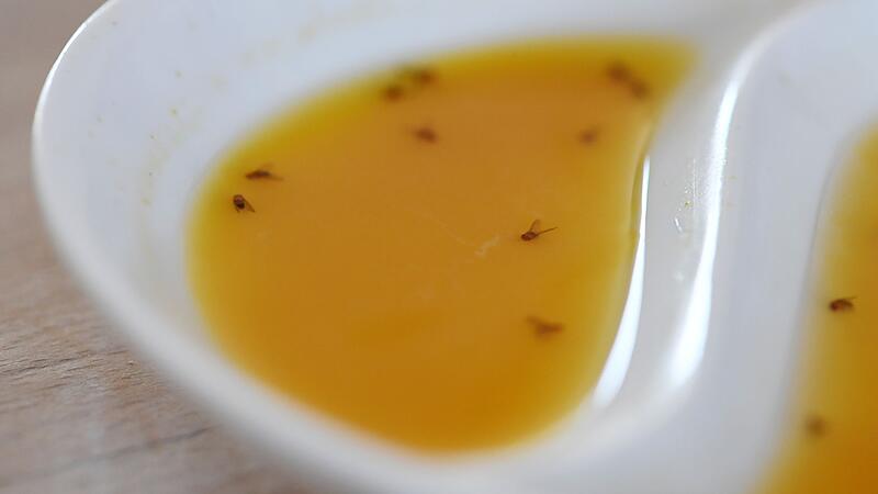 Fruchtfliegen liegen in einer Mixtur