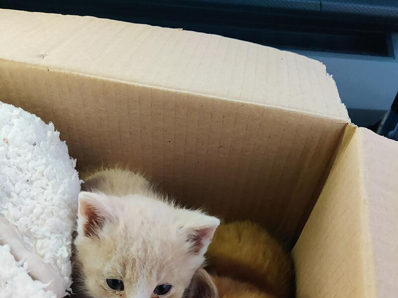 Paar rettet Kätzchen aus der Kälte Paar rettet Kätzchen aus der Kälte