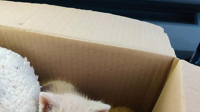 Paar rettet Kätzchen aus der Kälte