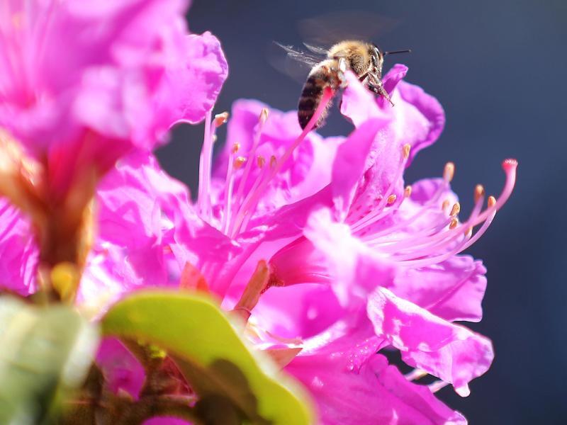 Eine Biene sitzt auf der Blüte eines Rhododendron
