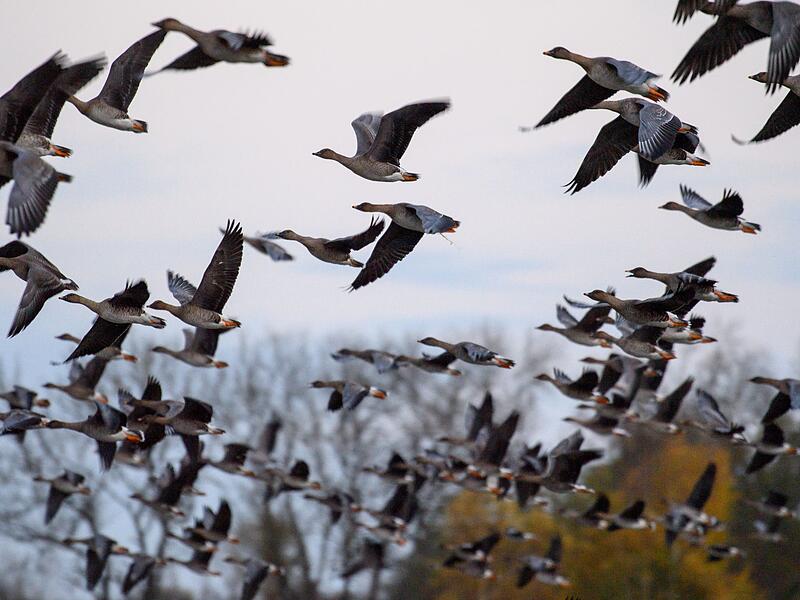 Vogelgrippe