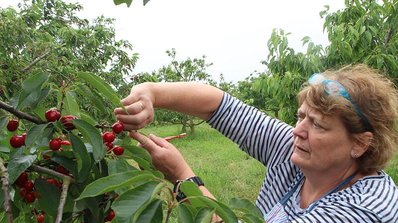 Landwirtin Claudia Brehm baut Kirschen an. Dieser Tage erntet sie die Fr&uuml;chte und zeigt die richtige Technik daf&uuml;r.