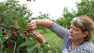 Landwirtin Claudia Brehm baut Kirschen an. Dieser Tage erntet sie die Früchte und zeigt die richtige Technik dafür. Landwirtin Claudia Brehm baut Kirschen an. Dieser Tage erntet sie die Früchte und zeigt die richtige Technik dafür.