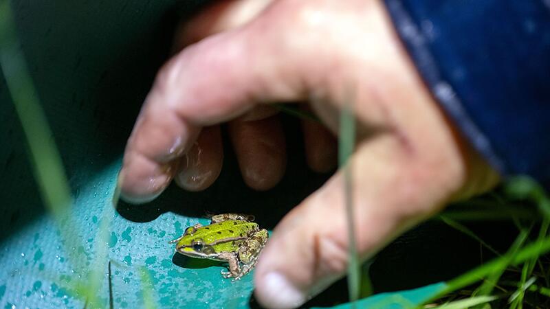 Helfer bei der Kr&ouml;tenwanderung