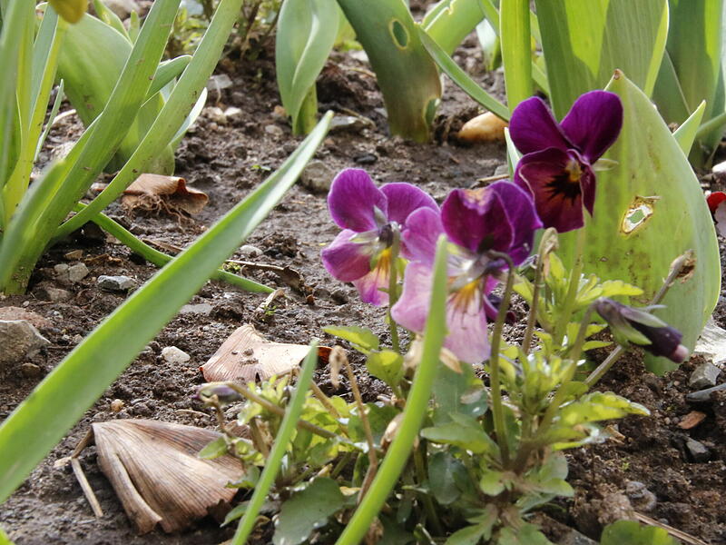 Die ersten Blumen blühen im KurgartenDie ersten Frühlingsboten in Bad Kissingen Die ersten Blumen blühen im Kurgarten