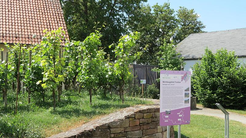 Blick in den Museumsgarten mit  einem Schau-Weinberg.