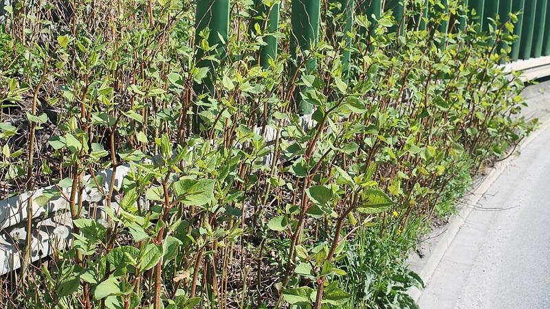 Der Japanische Kn&ouml;terich breitet sich als Neub&uuml;rger immer weiter aus.