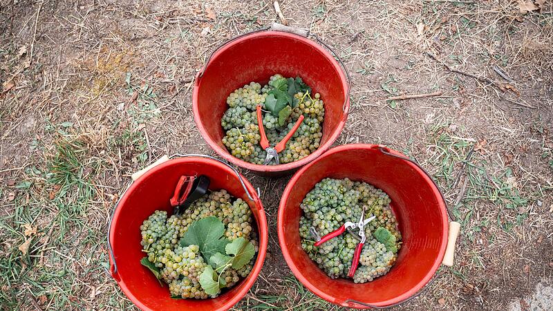 Weinlese Weinlese