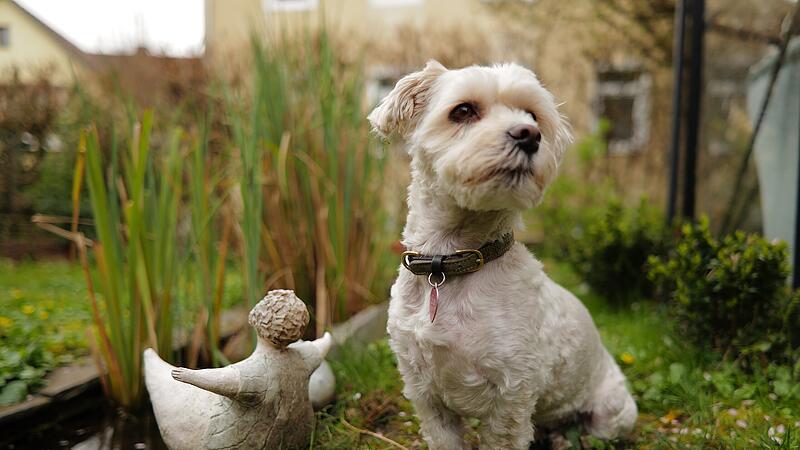 N&uuml;rnberg: Coburger wegen Hund aus Zug Deutsche Bahn geworfenWinterzaubernacht 2025