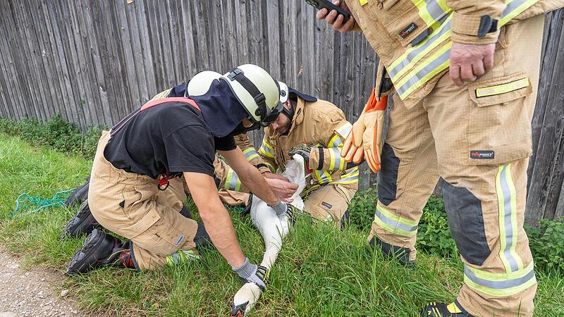 Die Memmelsdorfer Feuerwehr rettet den auf dem Seehofweiher in Not geratenen Schwan Oscar.