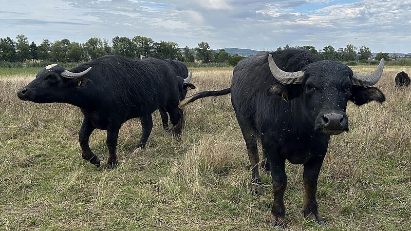 Weideprojekt in Coburg: Wasserb&uuml;ffel und Hochlandrinder erobern die Glender Wiesen