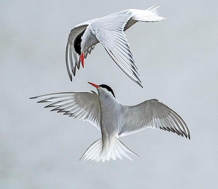 Frei wie ein Vogel: Für dieses Motiv als freies Thema wurde Jutta Rückert geehrt. Frei wie ein Vogel: Für dieses Motiv als freies Thema wurde Jutta Rückert geehrt.