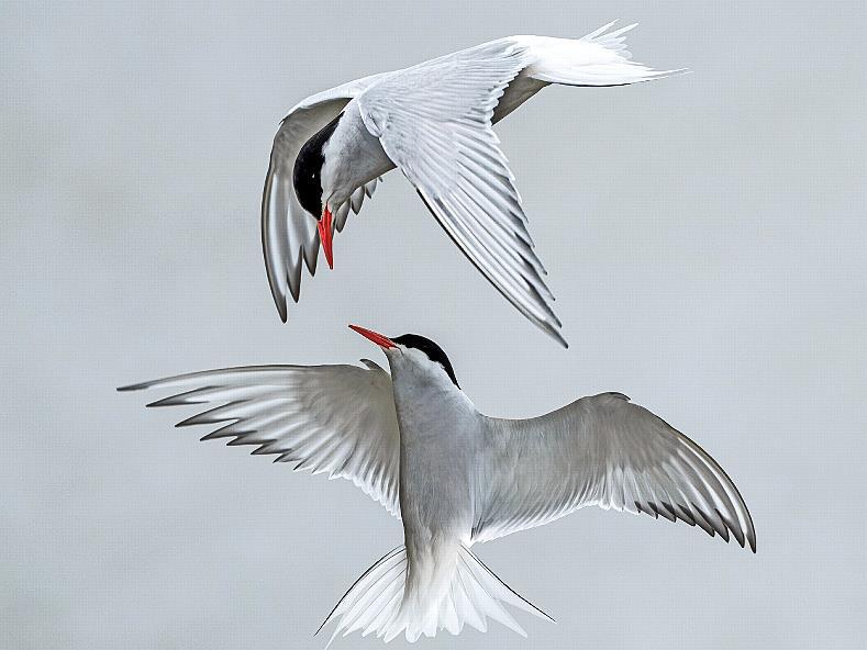 Frei wie ein Vogel: F&uuml;r dieses Motiv als freies Thema wurde Jutta R&uuml;ckert geehrt.