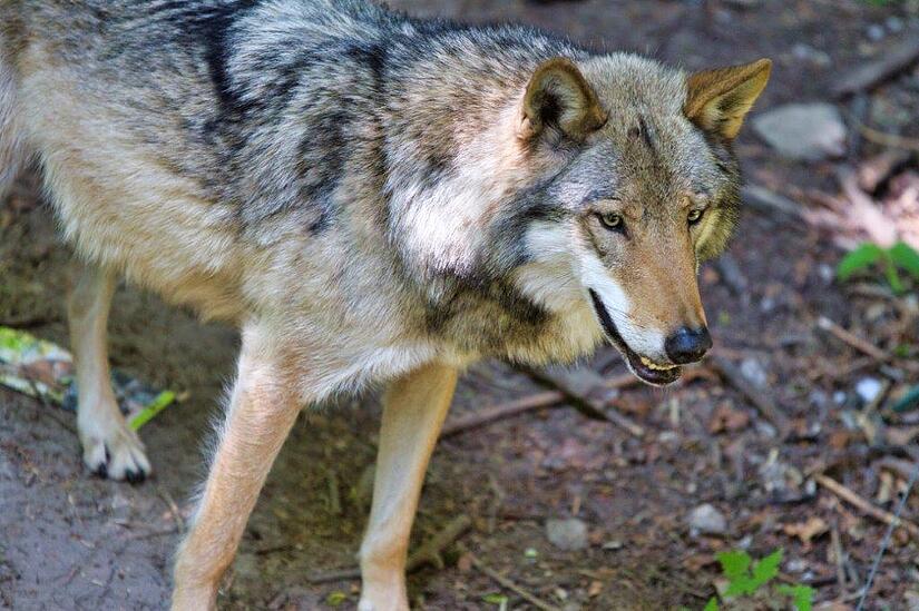 Wolf HundshauptenForchheim & Fr&auml;nkische Schweiz