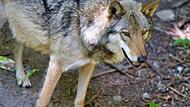 Wolf HundshauptenForchheim & Fränkische Schweiz Wolf HundshauptenForchheim & Fränkische Schweiz